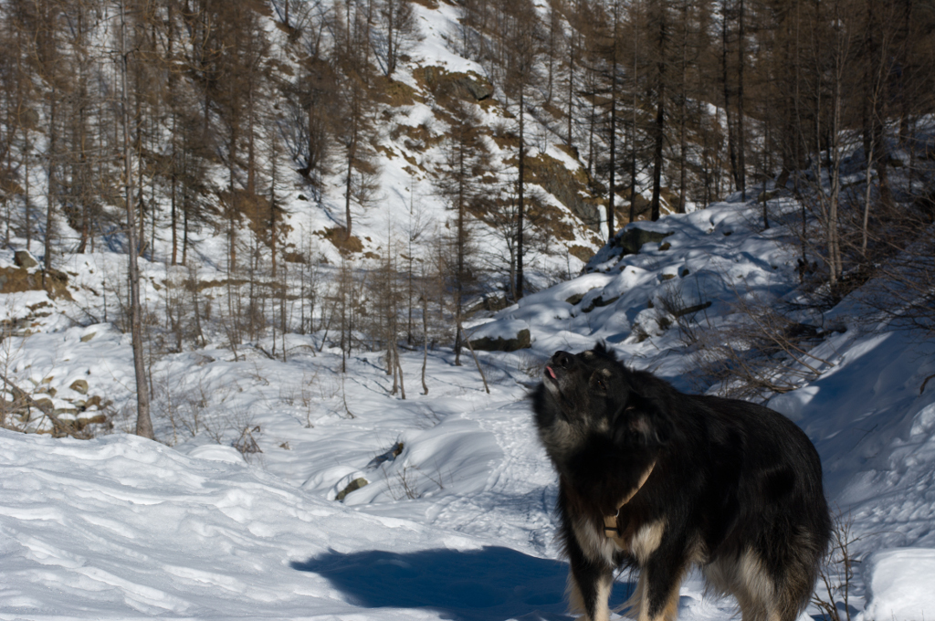 Camminare nella neve Valsesia Val Vogna